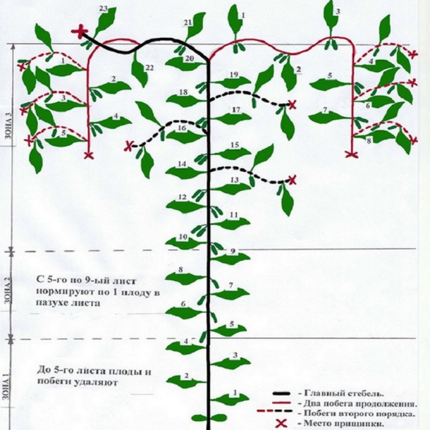 Как правильно посадить огурцы в теплице: посадка, уход и формирование куста