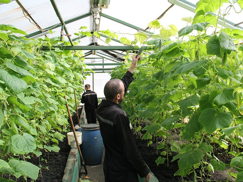 Выращивание укропа в теплице: как правильно посадить и вырастить, а также возможность получения урожая из парника зимой русский фермер