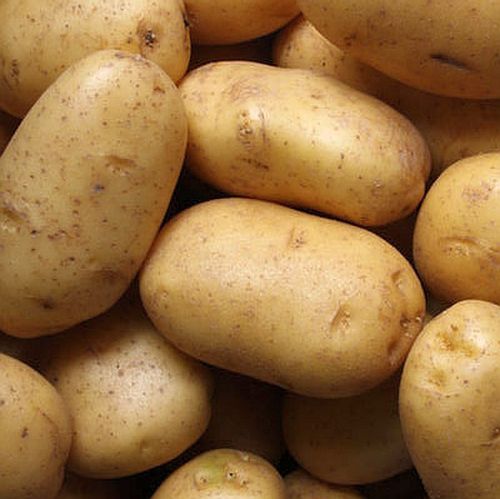 Картофель родриго – описание сорта, фото, отзывы