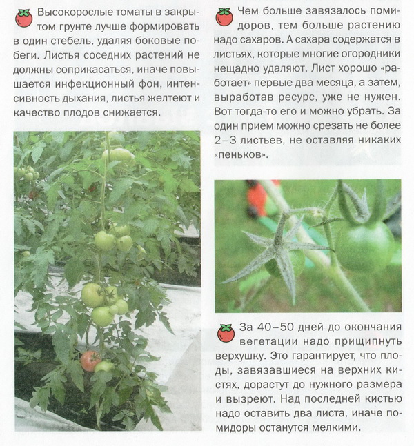Ускоряем созревание помидоров в открытом грунте – методы стимулирования томатов