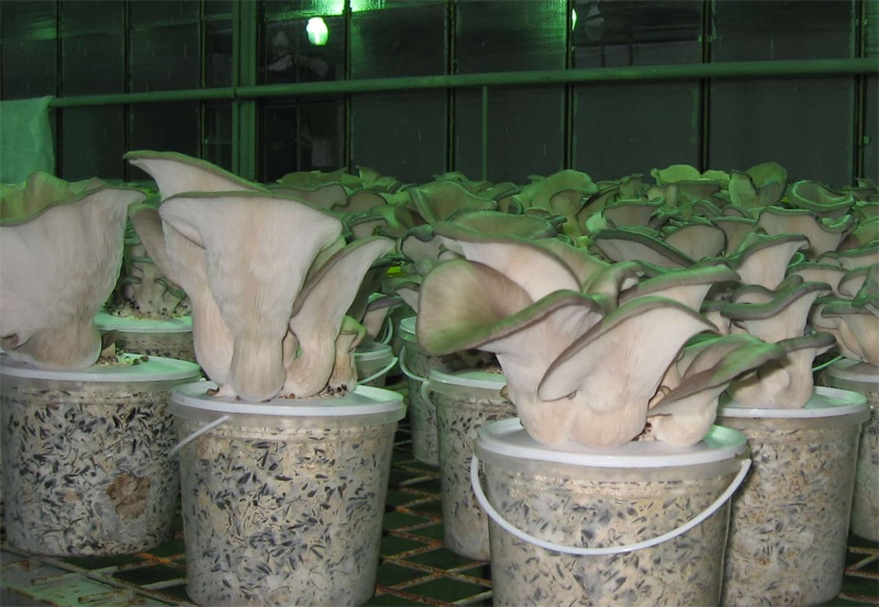 Выращивание грибов на даче: вешенки, шампиньоны и белые грибы