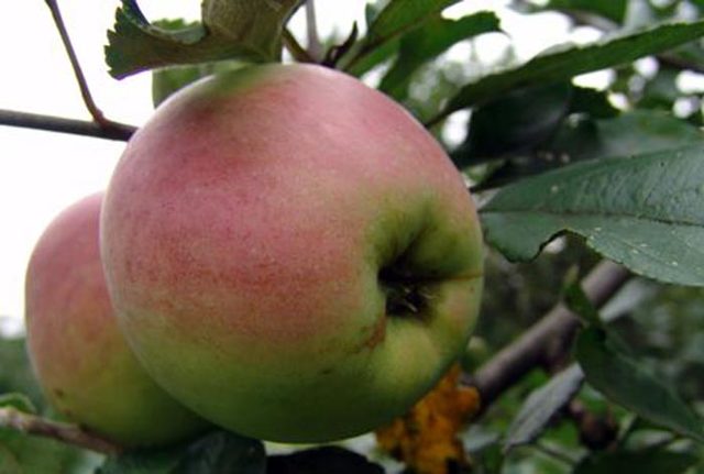 В сад по яблоки: самые ранние и вкусные сорта яблонь для разных регионов россии