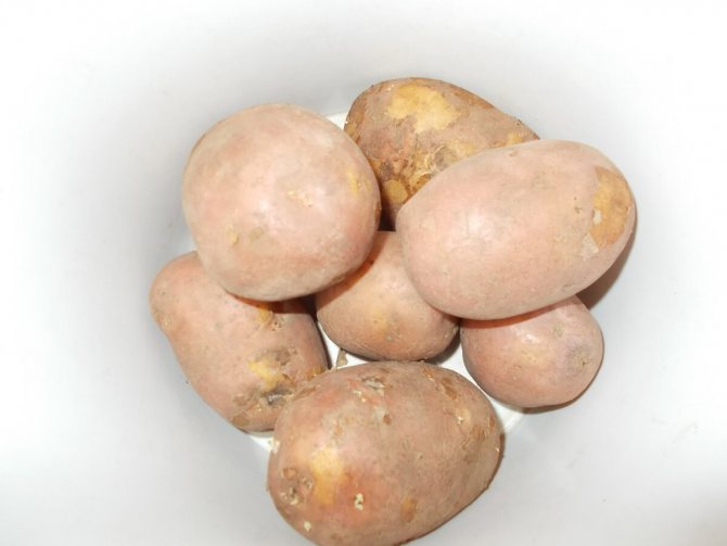 Сорт картофеля любимец – особенности выращивания, характеристики
