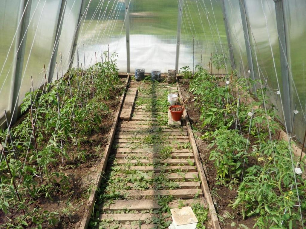 Как выращивать перец в теплице: посадка и уход, особенности, схема посадки, фото