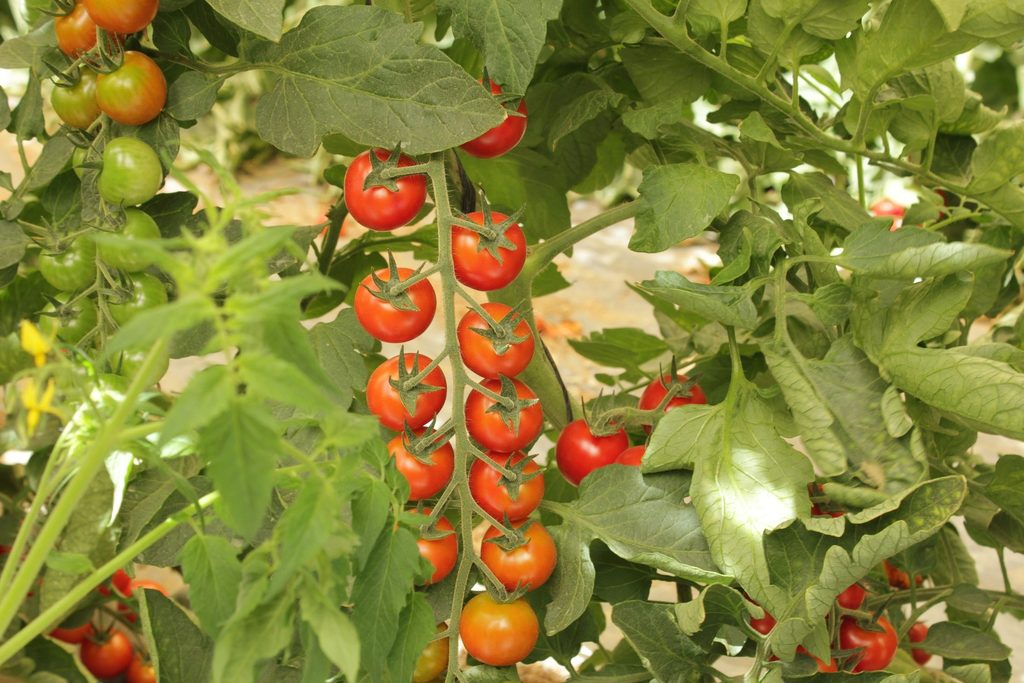 Советы, что сделать чтобы помидоры в теплице быстрее краснели: как ускорить покраснение томатов на кустах разными способами