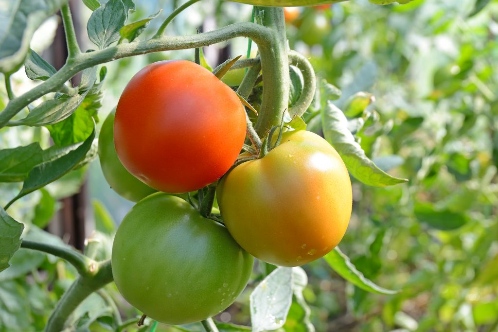 Как ускорить созревание помидоров в открытом грунте