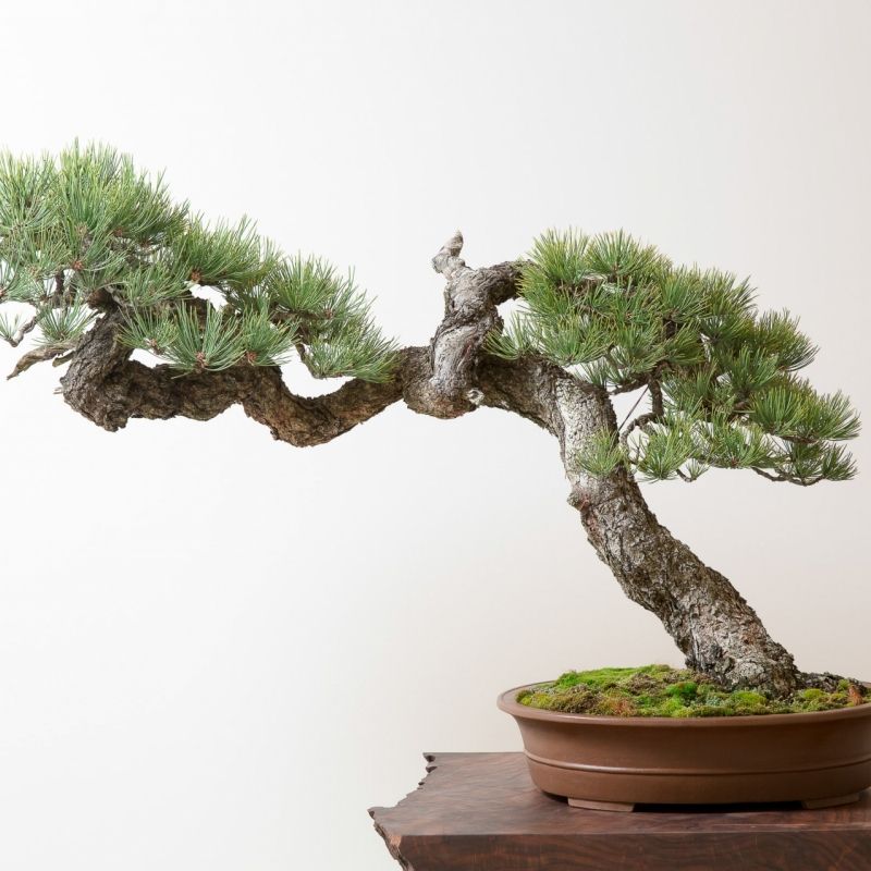 Бонсай – японское искусство выращивания карликовых деревьев
