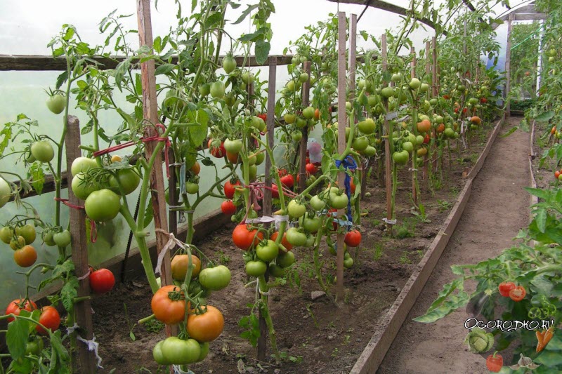 Как и когда подвязывать помидоры, чтобы урожай был без потерь — лучшие способы для подвязки в теплице и открытом грунте