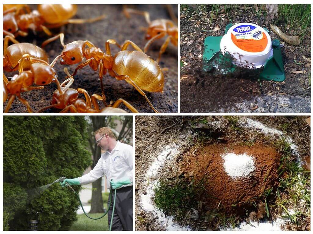 Как избавиться от муравьев в огороде: народные методы