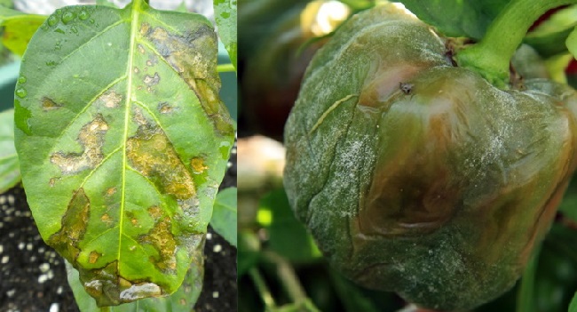 Почему перец гниет в теплице: 5 болезней растения