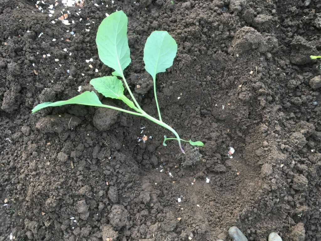 Можно ли выращивать капусту в теплице