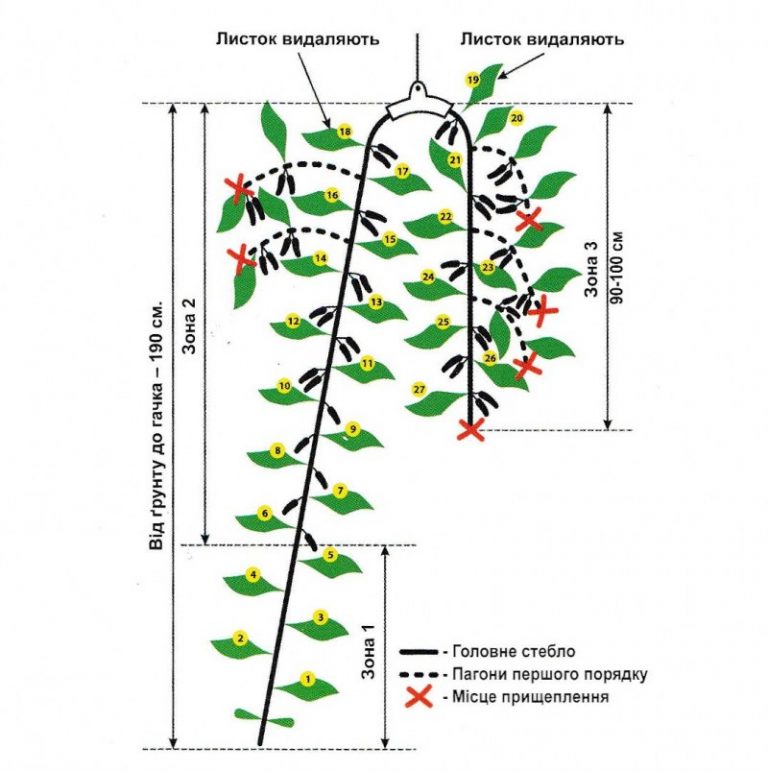 Схема обрезки огурцов в теплице в картинках