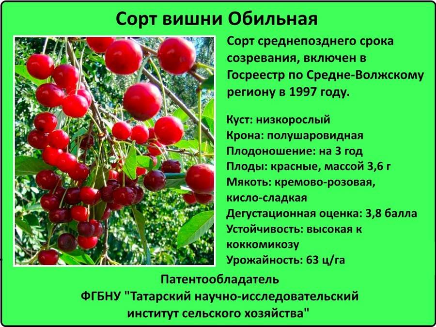 Вишня владимирская: описание и особенности выращивания сорта, отзывы и фото садоводов