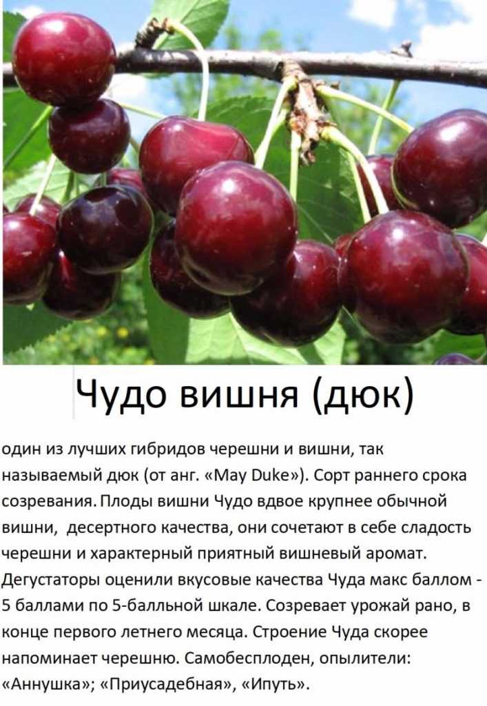 Владимирская вишня: описание и отзывы садоводов, фото
