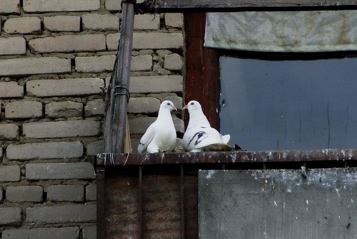 Как отвадить голубей с балкона и подоконника. методы отпугивания голубей – действенные методы