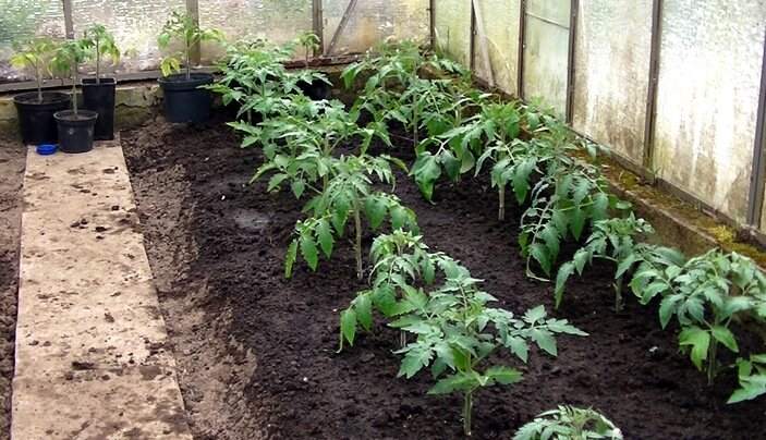 Выращивание томатов в теплице из поликарбоната от а до я: посадка и уход