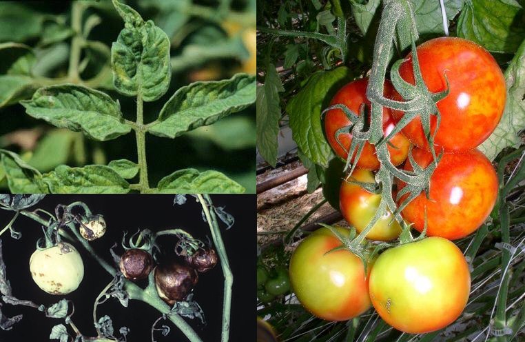 Как бороться с фитофторой на помидорах и чем можно их обработать