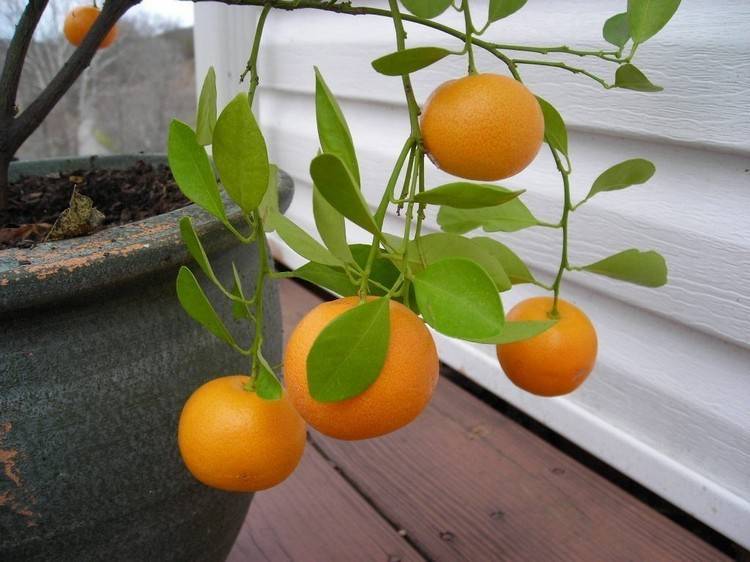 Как вырастить мандарин из косточки в домашних условиях: пошаговая инструкция как правильно посадить и ухаживать за мандариновым деревцем (видео + 115 фото)