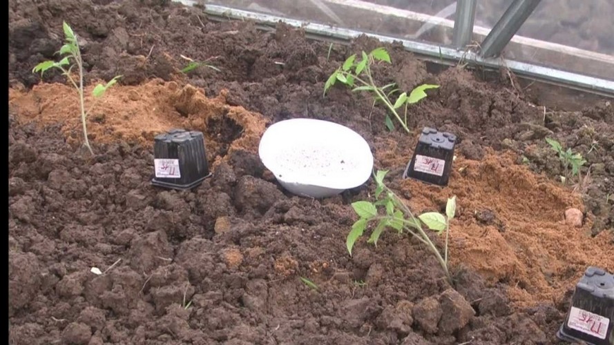 Как правильно высадить рассаду помидор в теплицу?