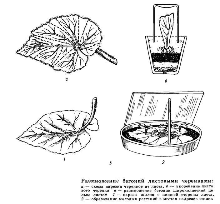 Схема посадки герани