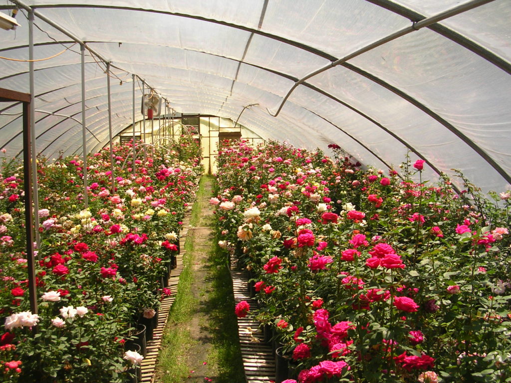 Выращивание цветов в теплице как бизнес - ardma.ru