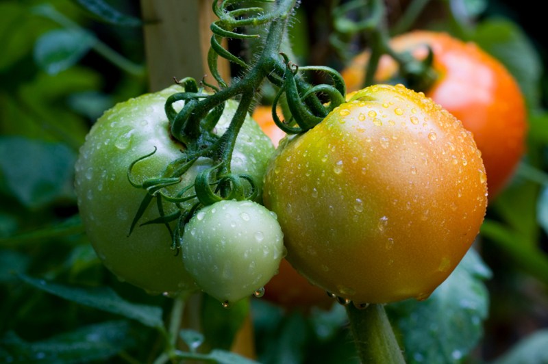Рекомендации: как ускорить созревание помидор в теплице