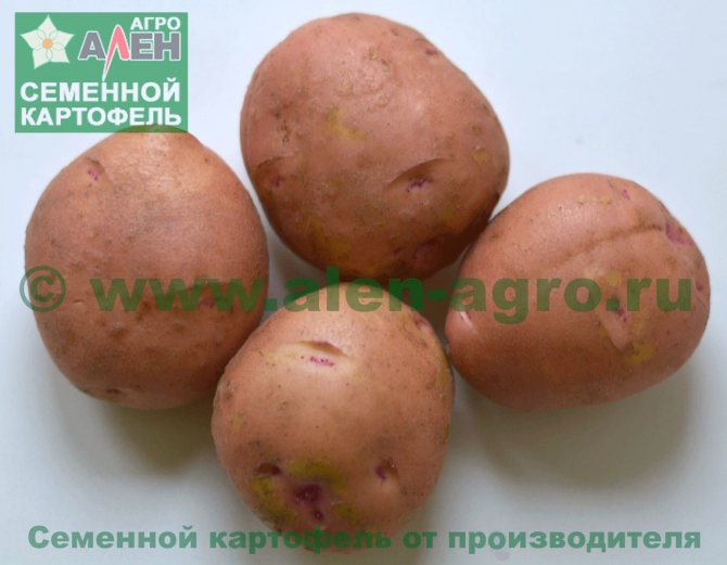 Картофель любава: описание сорта, фото, отзывы, особенности выращивания и уход