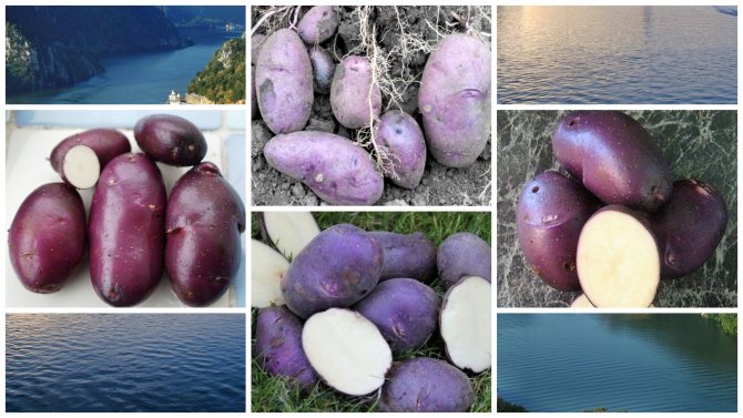 Картофель «голубизна»: сортовые характеристики и особенности выращивания