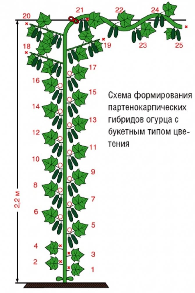 Как обрывать листья у огурцов схема