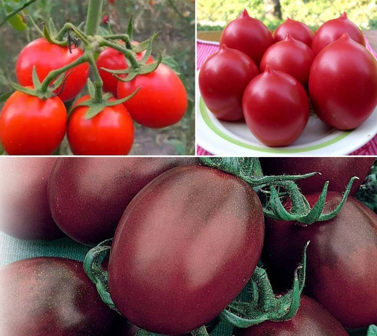 Аргументы: какие сорта помидор самые урожайные для теплиц