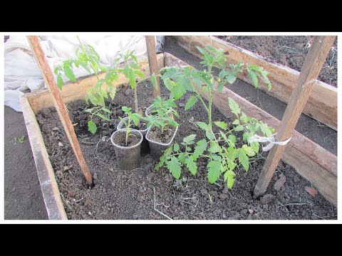 Томаты в теплице – выращивание и уход