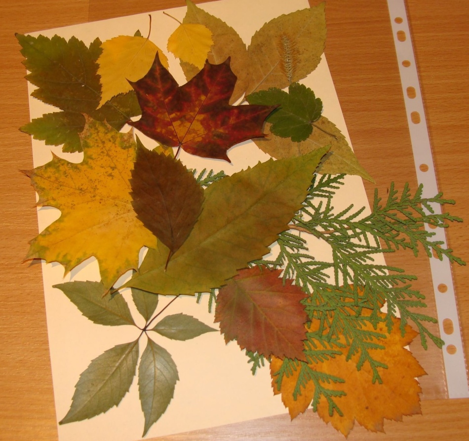 Поделки из листьев - 89 фото идей красивых поделок из осенних листьев