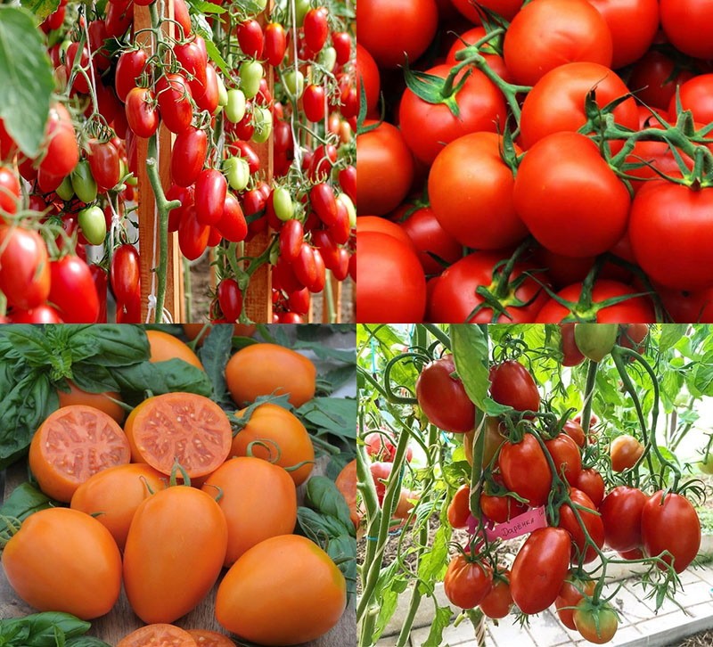 Лучшие сорта томатов для теплиц по отзывам в 2019 году