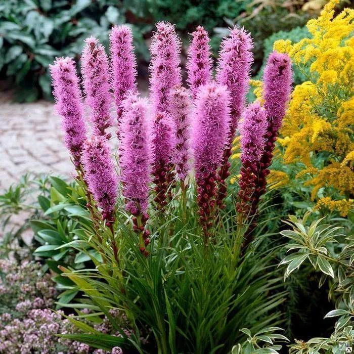 Использование растений и цветов для ландшафтного дизайна сада