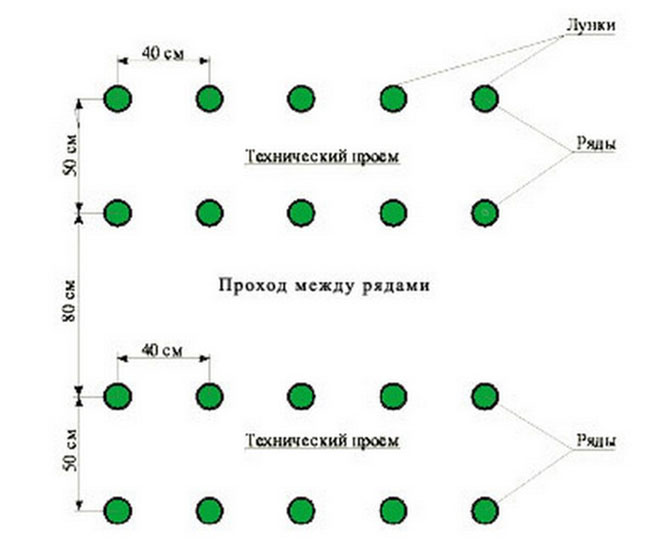 Схема посадки перца в теплице