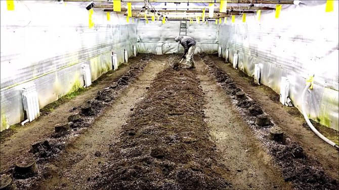 Правила и способы выращивания огурцов в теплице: температурный режим, лучшие сроки, подготовка почвы и рассады