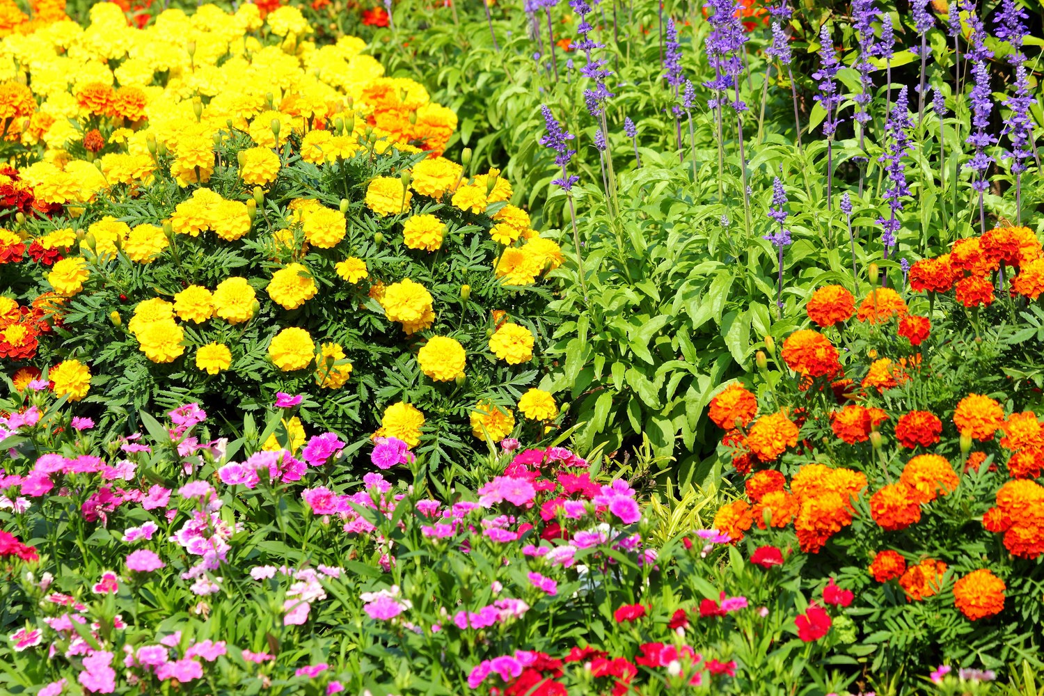 Однолетние цветы - 108 фото особого использования в дизайне сада