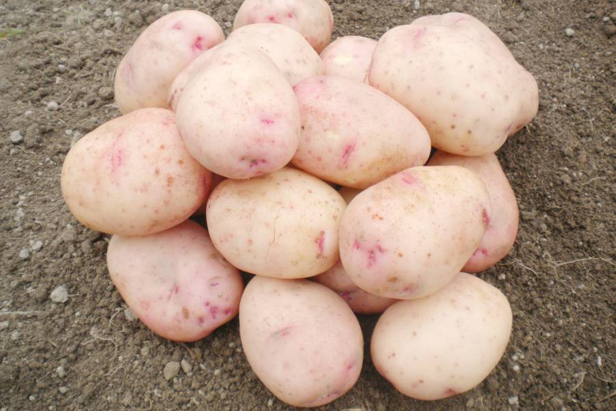 Жизнестойкий сорт картофеля голубизна с потрясающими вкусовыми качествами
