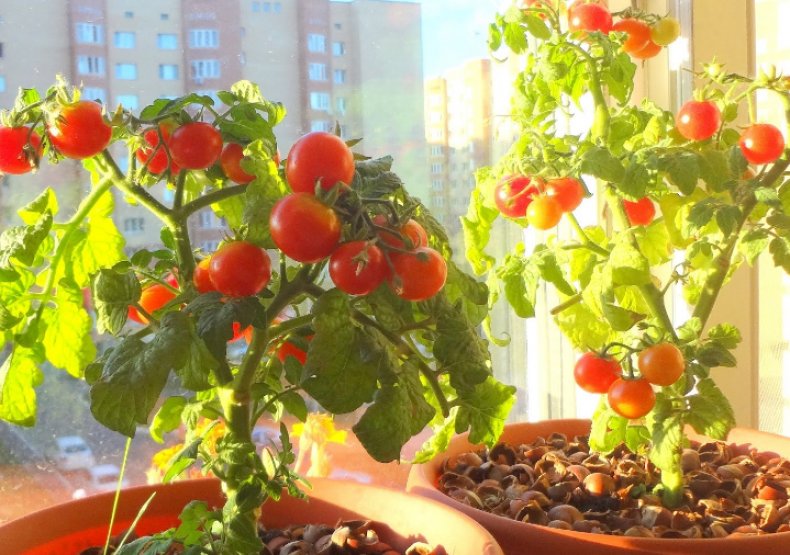 Как вырастить помидоры на балконе: пошаговая инструкция с фото и видео