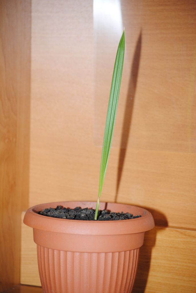 Финиковая пальма из косточки: легко ли её вырастить дома