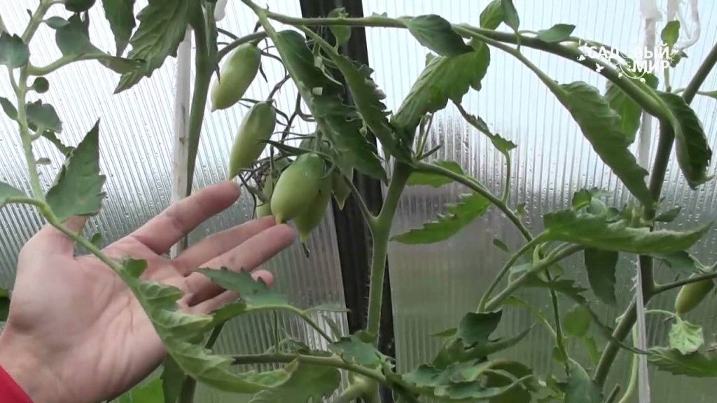 Гусеницы на помидорах в теплице: что делать и как бороться, причины появления, фото