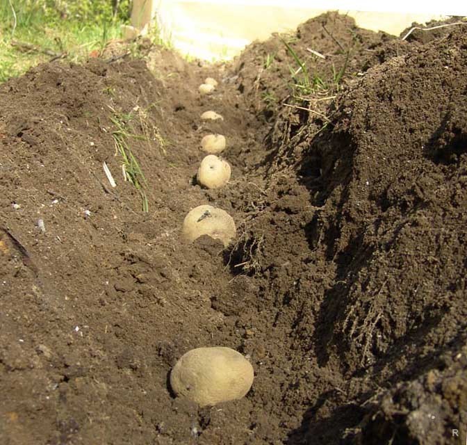 Подготовка почвы для посадки картофеля весной