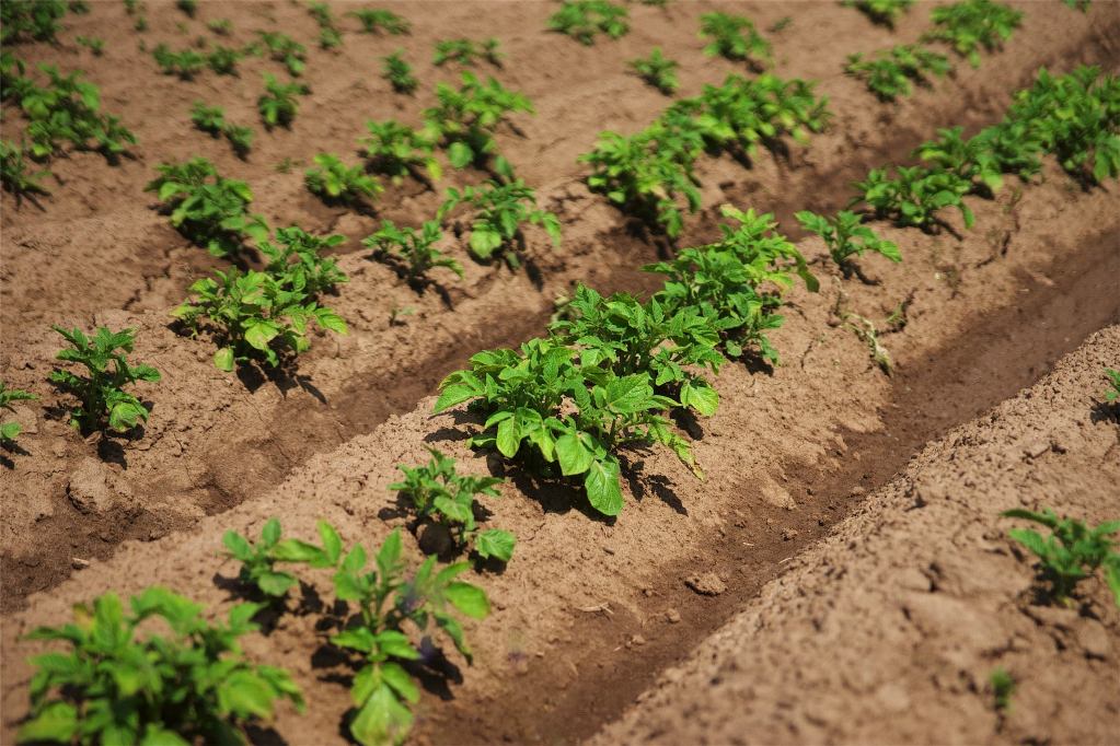 Посадка картофеля весной в открытый грунт в 2022 году