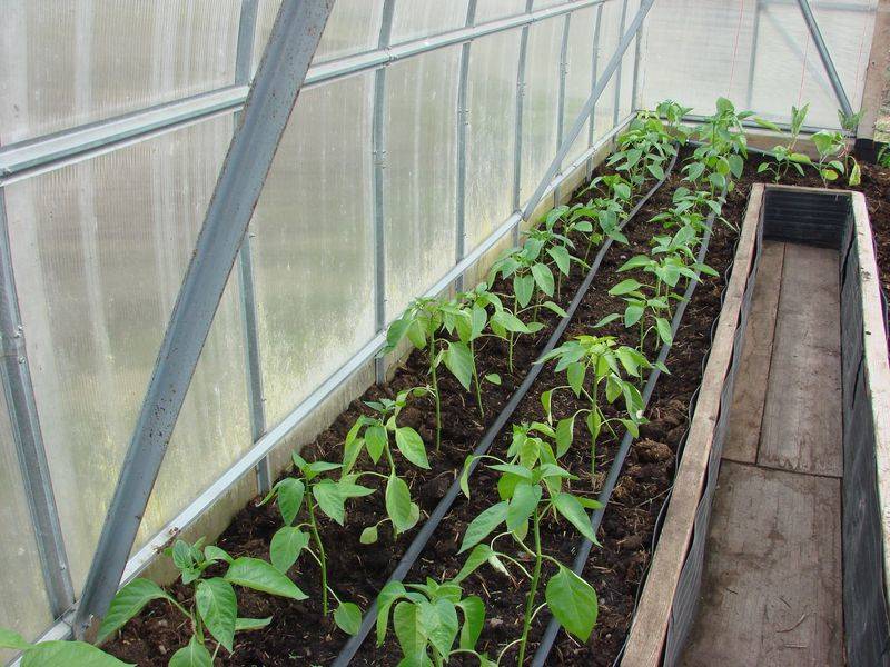 Как выращивать перец в теплице: посадка и уход, особенности, схема посадки, фото