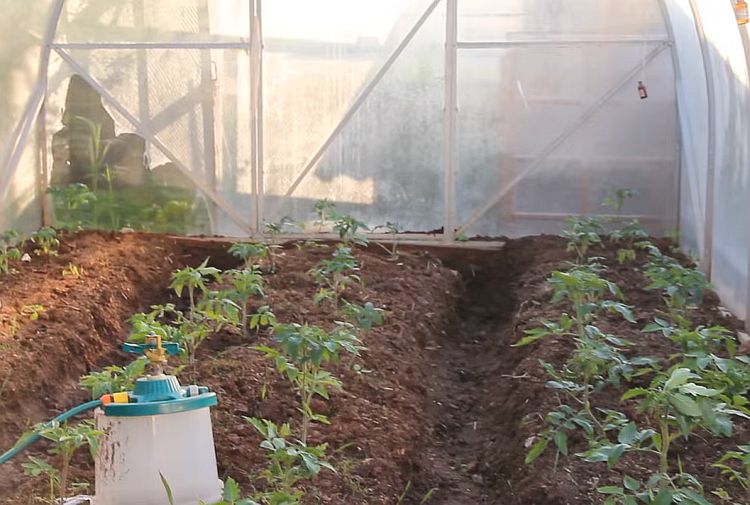 Как правильно выращивать помидоры в теплице из поликарбоната для начинающих видео и фото пошагово