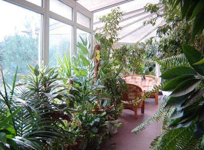 Зимний сад в квартире своими руками – на балконе и лоджии + фото