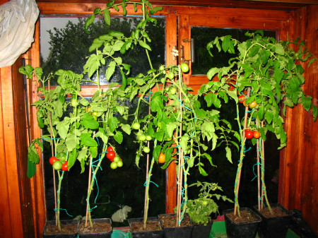 Помидоры на балконе: выращивание пошагово, как ухаживать, опылять, чем подкормить, лучшие сорта, фото, видео