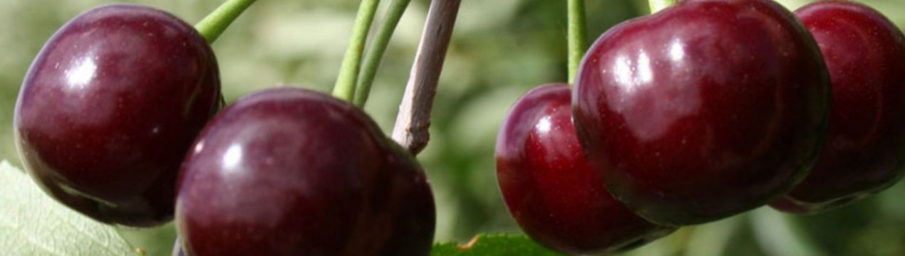 Сорт вишни «владимирская»: фото, описание, уход, отзывы
