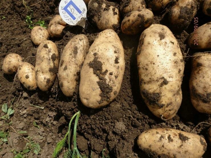 Сорт картофеля «лапоть»: характеристика, описание, урожайность, отзывы и фото