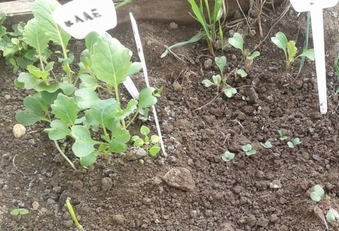Выращивание цветной капусты в теплице